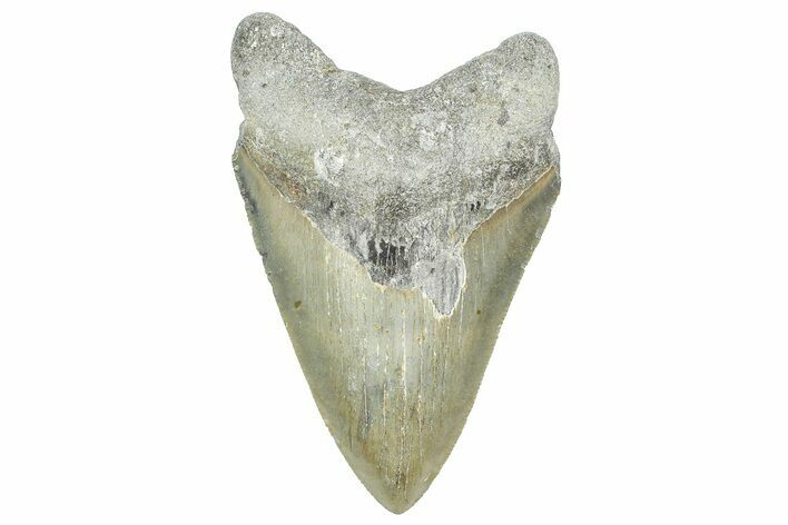 Serrated, Fossil Megalodon Tooth - North Carolina #363716